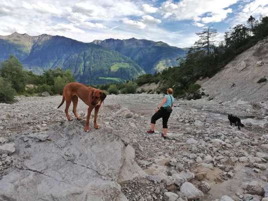 Rhodesian Ridgeback-Beitrag-Bild