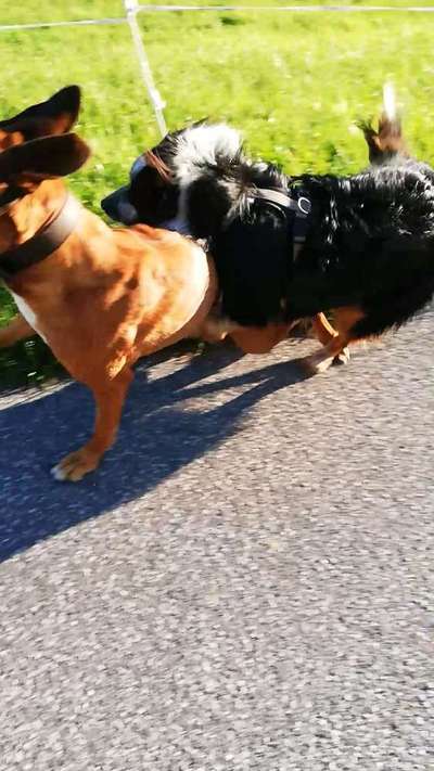 Rhodesian Ridgeback-Beitrag-Bild