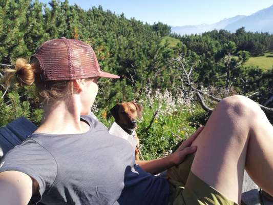 Rhodesian Ridgeback-Beitrag-Bild