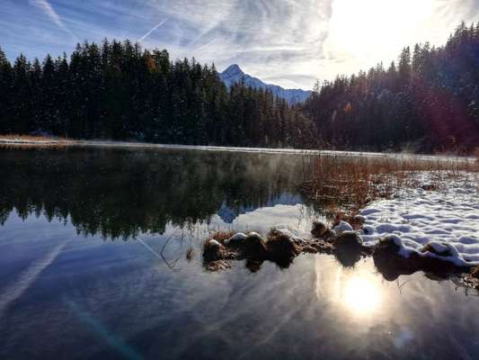 Rhodesian Ridgeback-Beitrag-Bild