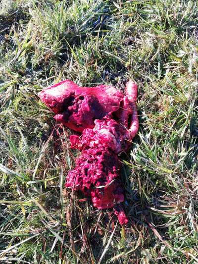 Rhodesian Ridgeback-Beitrag-Bild