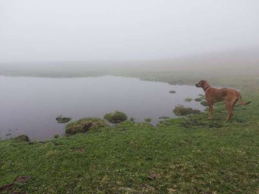 Rhodesian Ridgeback-Beitrag-Bild