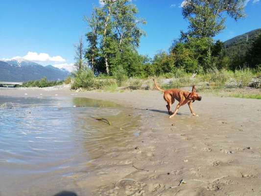 Rhodesian Ridgeback-Beitrag-Bild