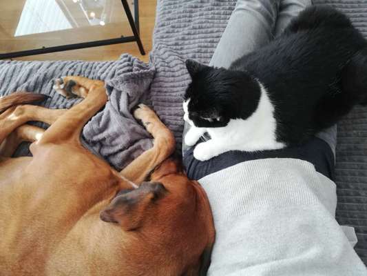 Rhodesian Ridgeback-Beitrag-Bild