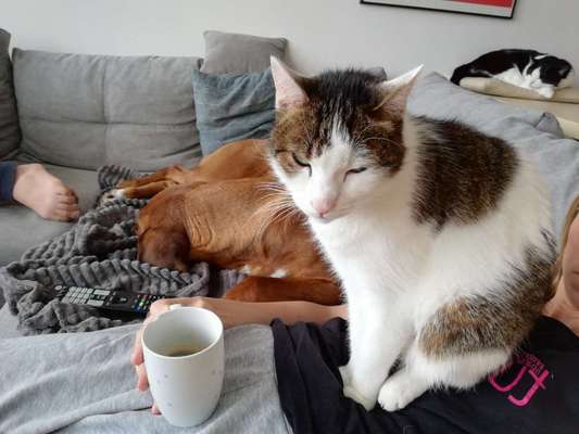 Rhodesian Ridgeback-Beitrag-Bild