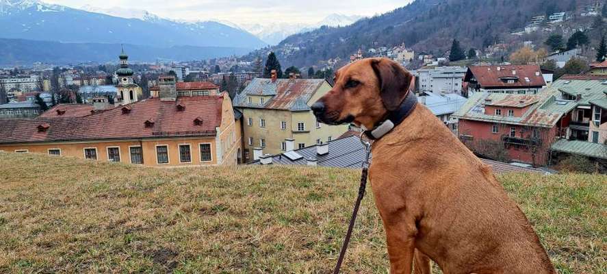 Rhodesian Ridgeback-Beitrag-Bild