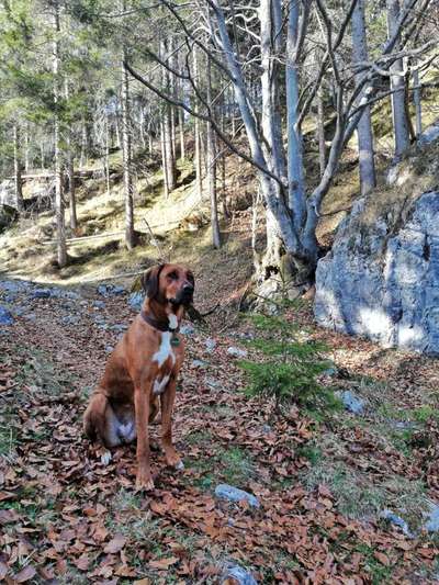 Rhodesian Ridgeback-Beitrag-Bild