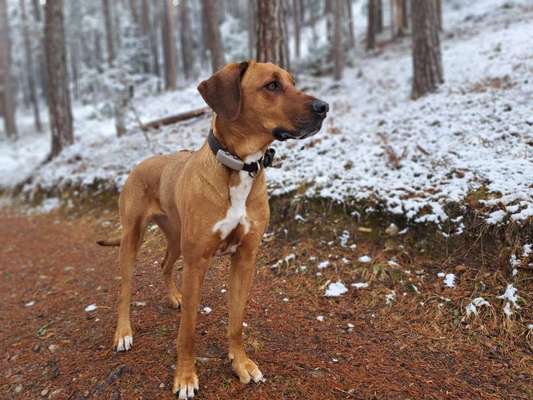 Rhodesian Ridgeback-Beitrag-Bild
