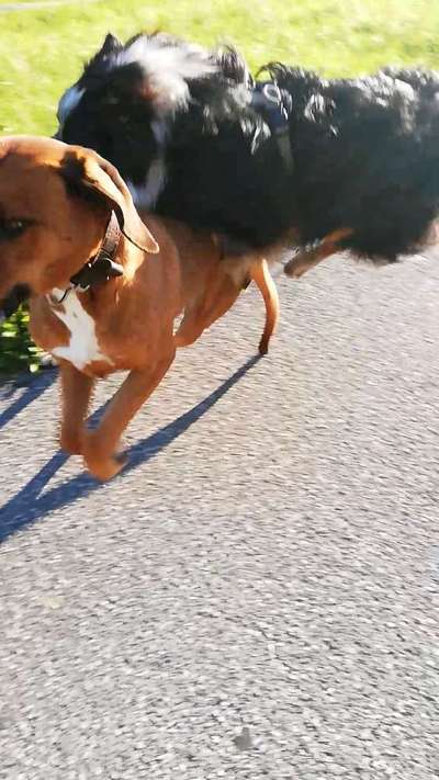 Rhodesian Ridgeback-Beitrag-Bild