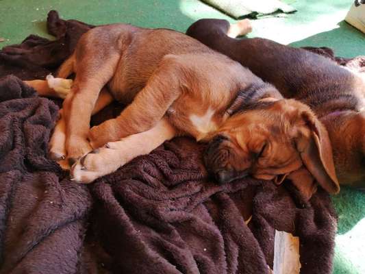 Rhodesian Ridgeback-Beitrag-Bild