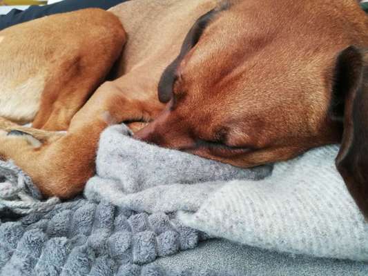 Rhodesian Ridgeback-Beitrag-Bild