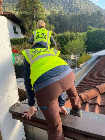 Rhodesian Ridgeback-Beitrag-Bild