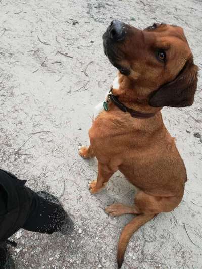 Rhodesian Ridgeback-Beitrag-Bild