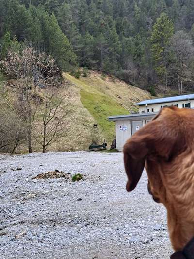 Rhodesian Ridgeback-Beitrag-Bild