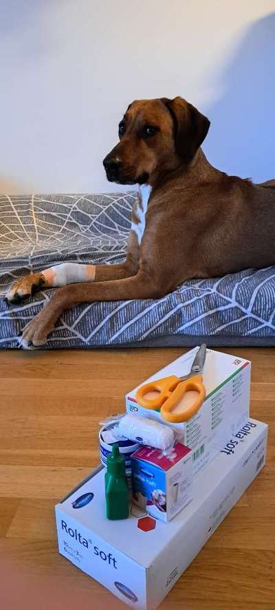 Rhodesian Ridgeback-Beitrag-Bild