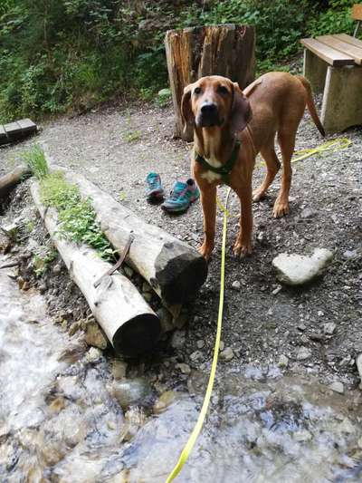 Rhodesian Ridgeback-Beitrag-Bild
