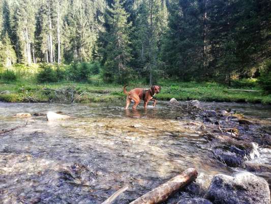 Rhodesian Ridgeback-Beitrag-Bild
