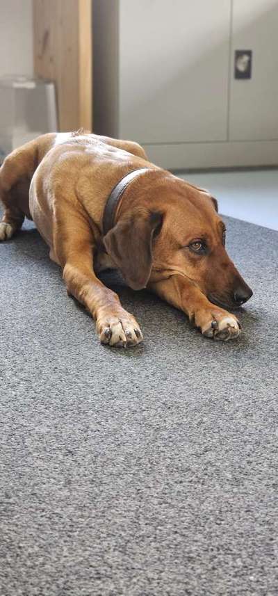 Rhodesian Ridgeback-Beitrag-Bild