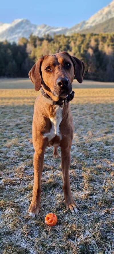 Rhodesian Ridgeback-Beitrag-Bild