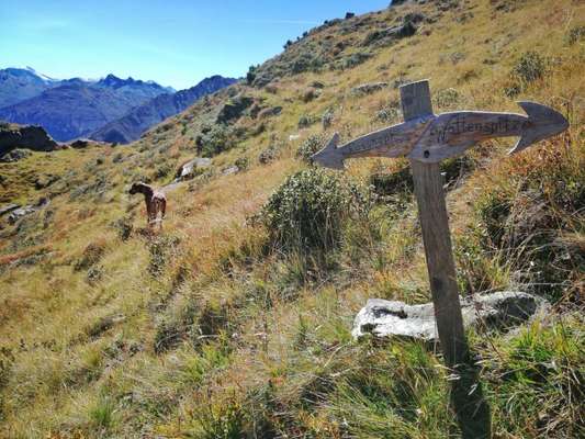 Rhodesian Ridgeback-Beitrag-Bild