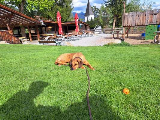 Rhodesian Ridgeback-Beitrag-Bild