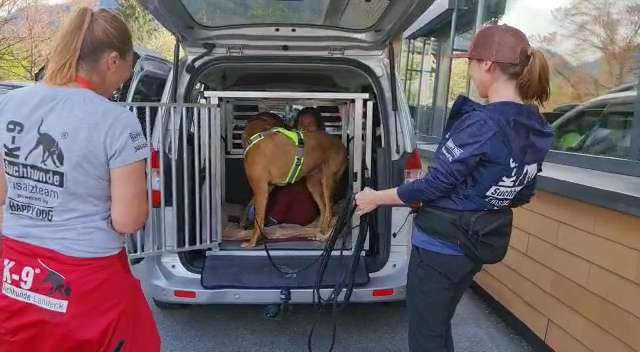 Rhodesian Ridgeback-Beitrag-Bild