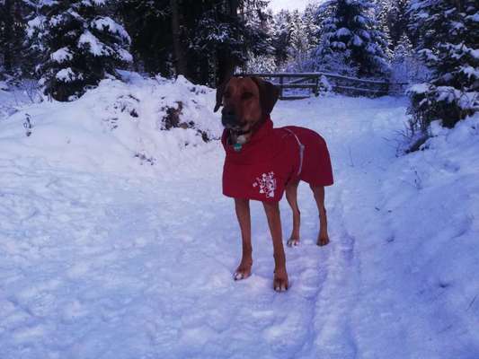Ridgeback Ausstattung-Beitrag-Bild