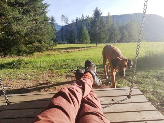 Rhodesian Ridgeback-Beitrag-Bild