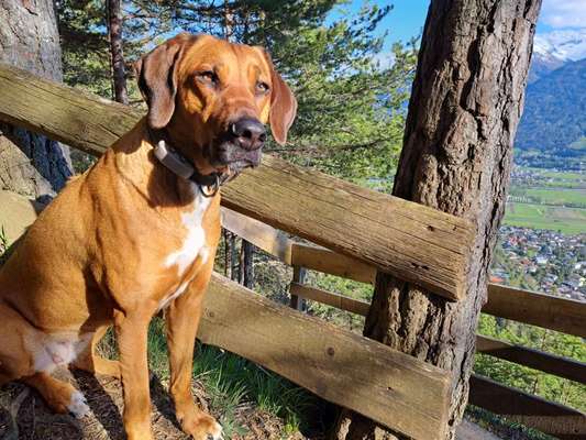 Rhodesian Ridgeback-Beitrag-Bild
