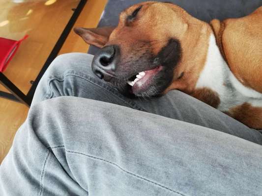 Rhodesian Ridgeback-Beitrag-Bild