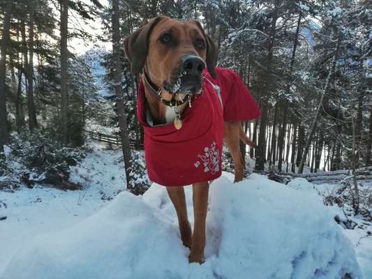Rhodesian Ridgeback-Beitrag-Bild