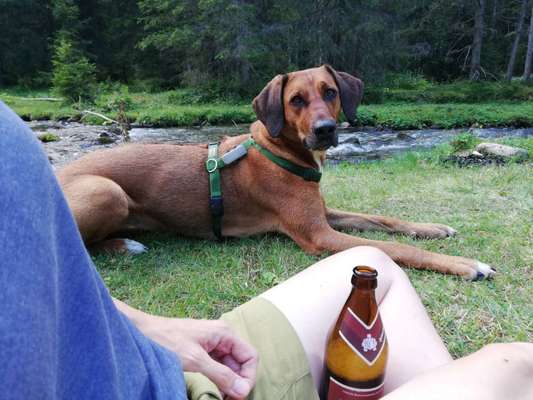 Rhodesian Ridgeback-Beitrag-Bild