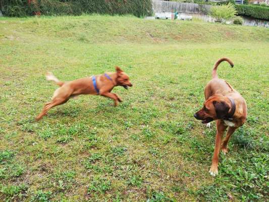 Rhodesian Ridgeback-Beitrag-Bild