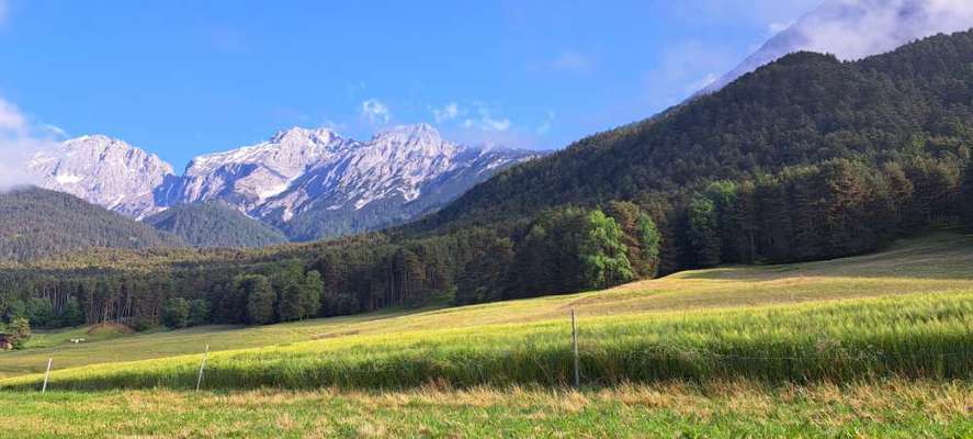 Rhodesian Ridgeback-Beitrag-Bild