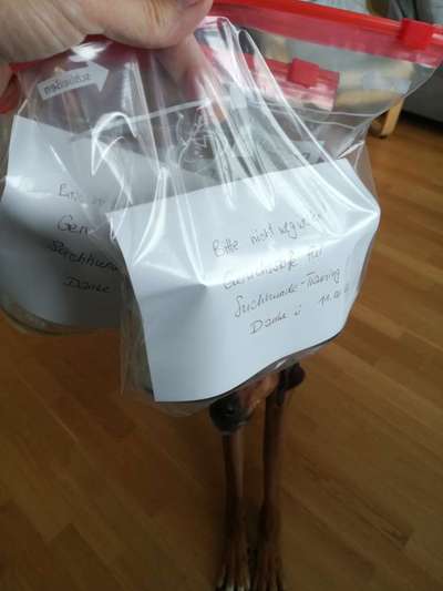 Rhodesian Ridgeback-Beitrag-Bild