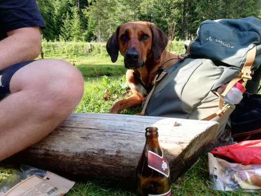 Rhodesian Ridgeback-Beitrag-Bild