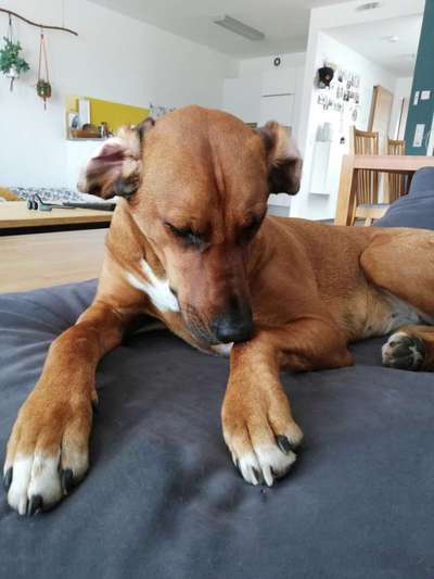 Rhodesian Ridgeback-Beitrag-Bild