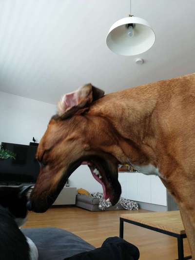 Rhodesian Ridgeback-Beitrag-Bild