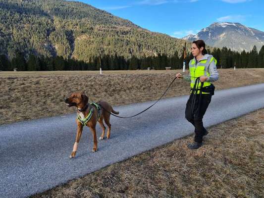 Rhodesian Ridgeback-Beitrag-Bild