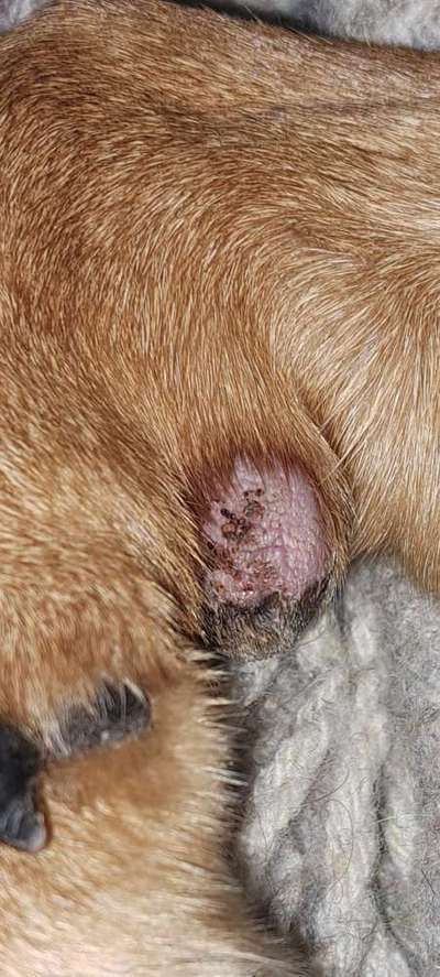 Rhodesian Ridgeback-Beitrag-Bild