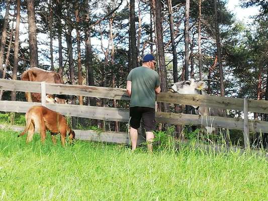 Rhodesian Ridgeback-Beitrag-Bild