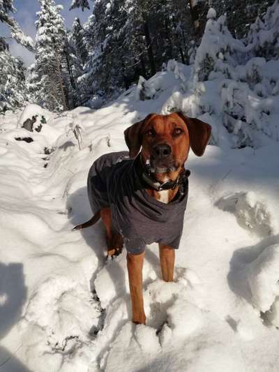 Rhodesian Ridgeback-Beitrag-Bild