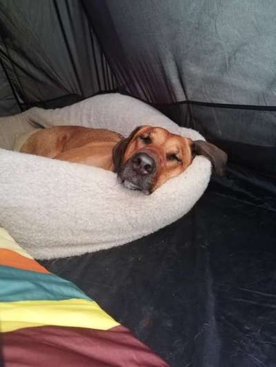 Rhodesian Ridgeback-Beitrag-Bild