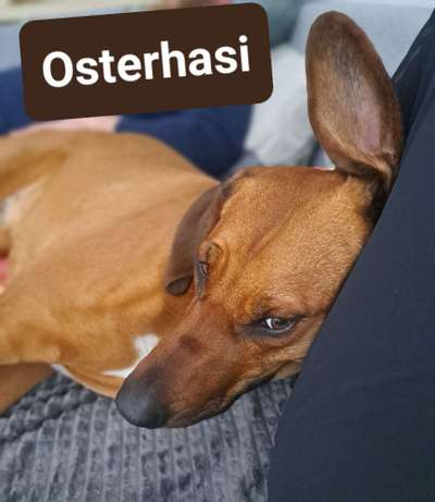 Rhodesian Ridgeback-Beitrag-Bild