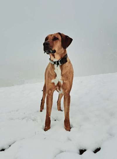 Rhodesian Ridgeback-Beitrag-Bild