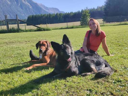 Rhodesian Ridgeback-Beitrag-Bild