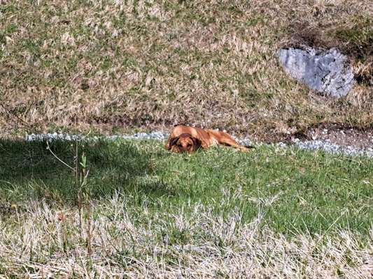 Rhodesian Ridgeback-Beitrag-Bild