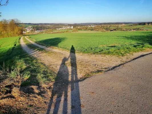 Rhodesian Ridgeback-Beitrag-Bild