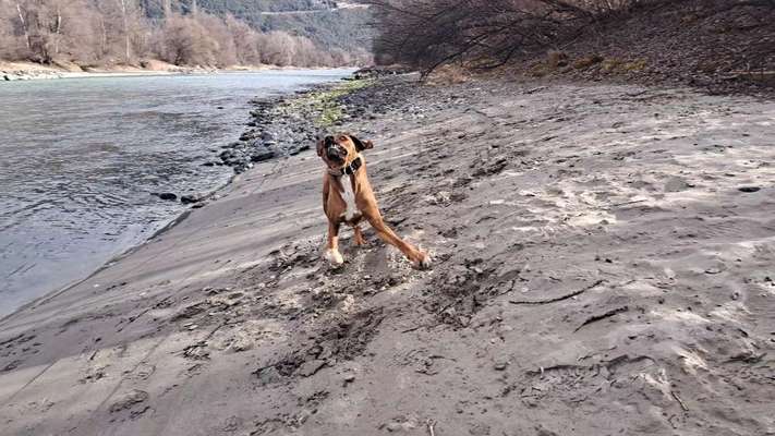 Rhodesian Ridgeback-Beitrag-Bild