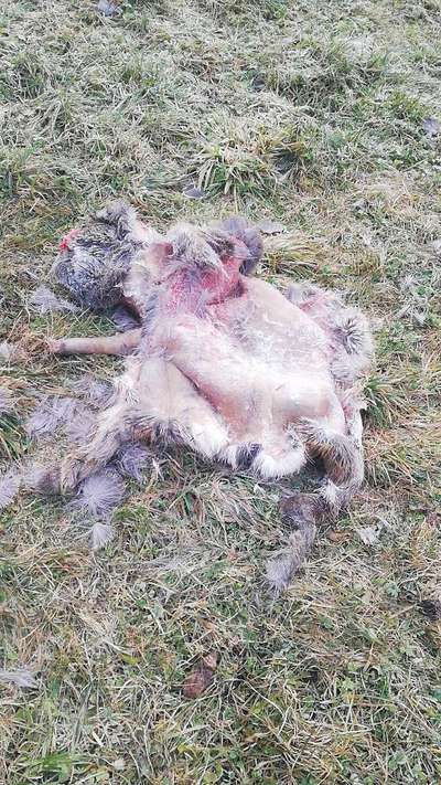 Rhodesian Ridgeback-Beitrag-Bild